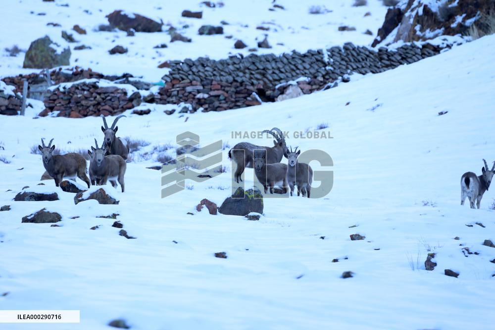 North Goats