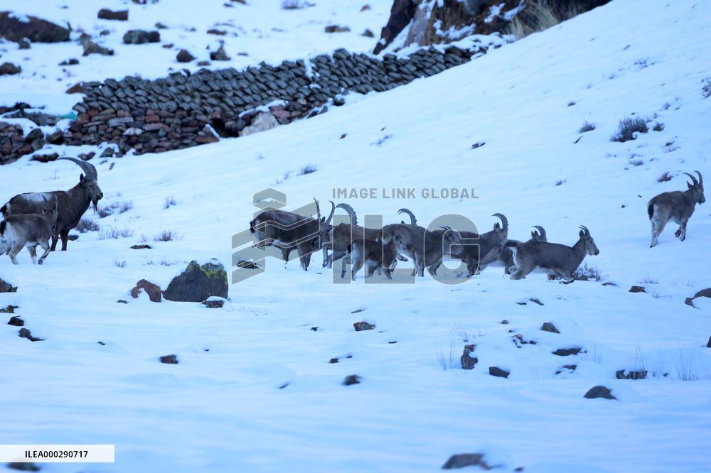 North Goats