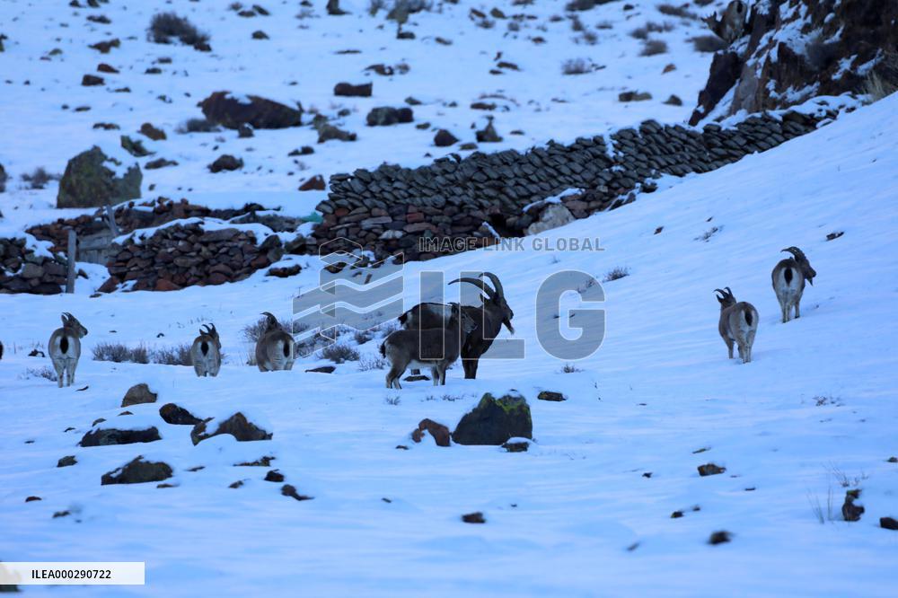 North Goats