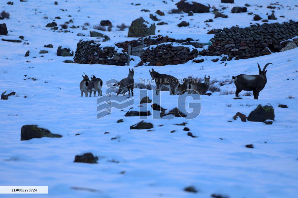North Goats
