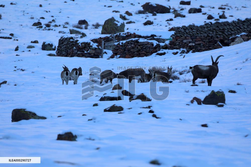 North Goats