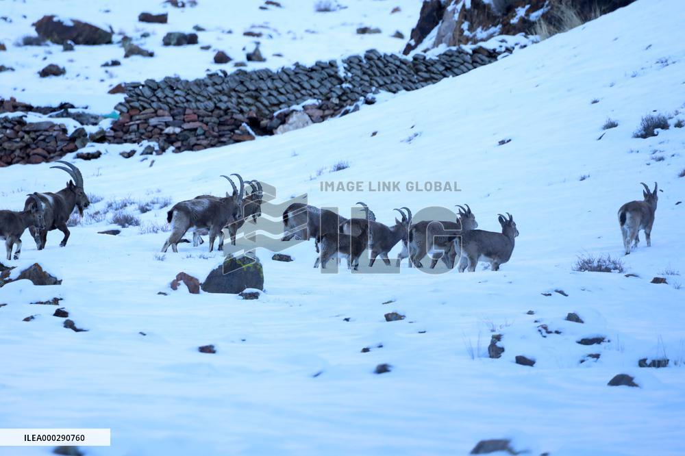 North Goats