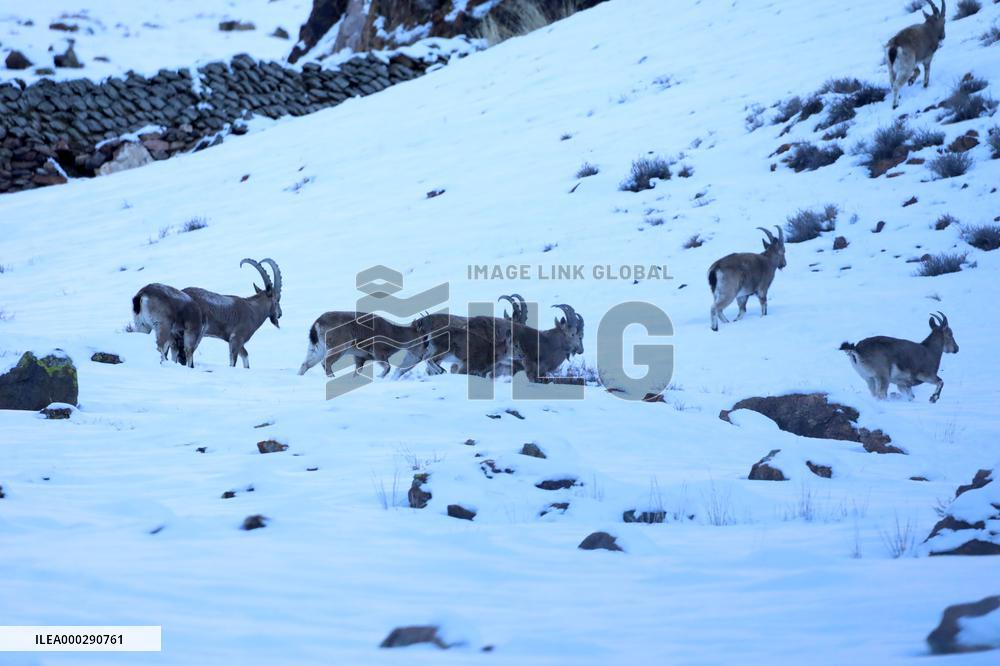 North Goats
