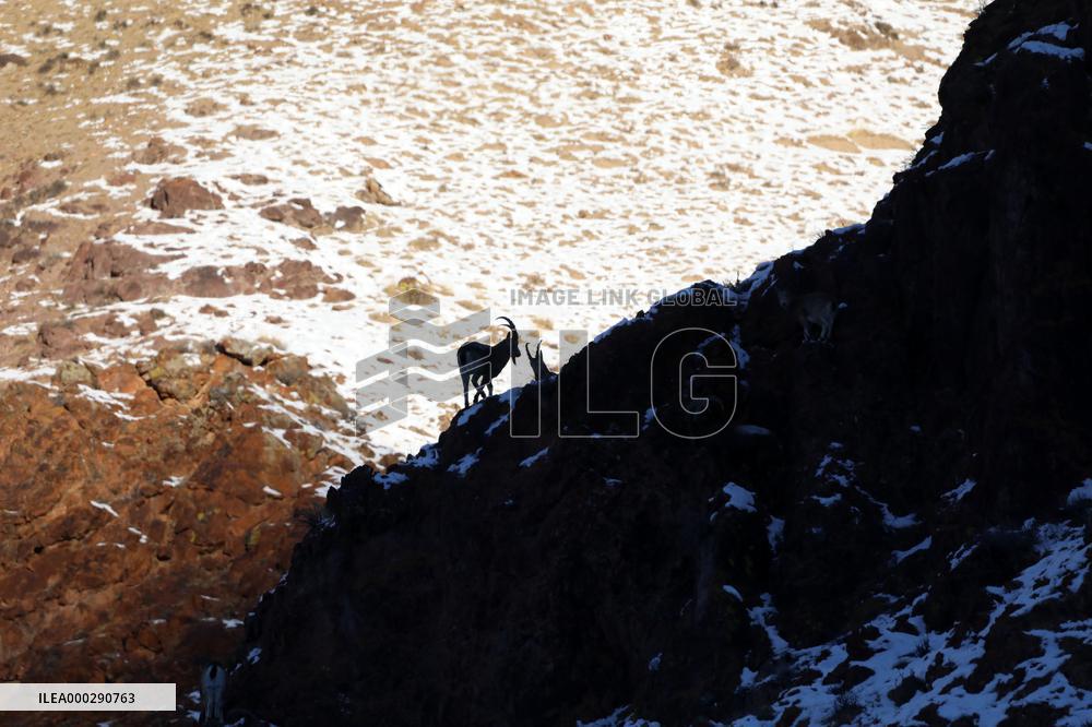 North Goats