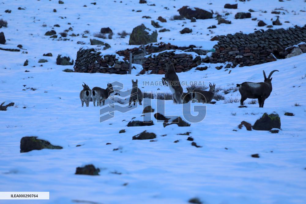 North Goats