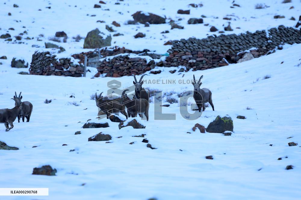 North Goats