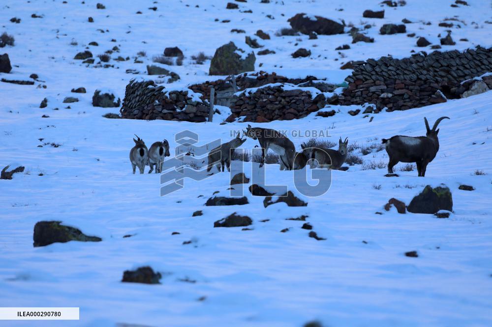 North Goats