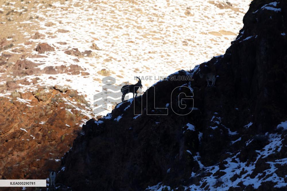 North Goats