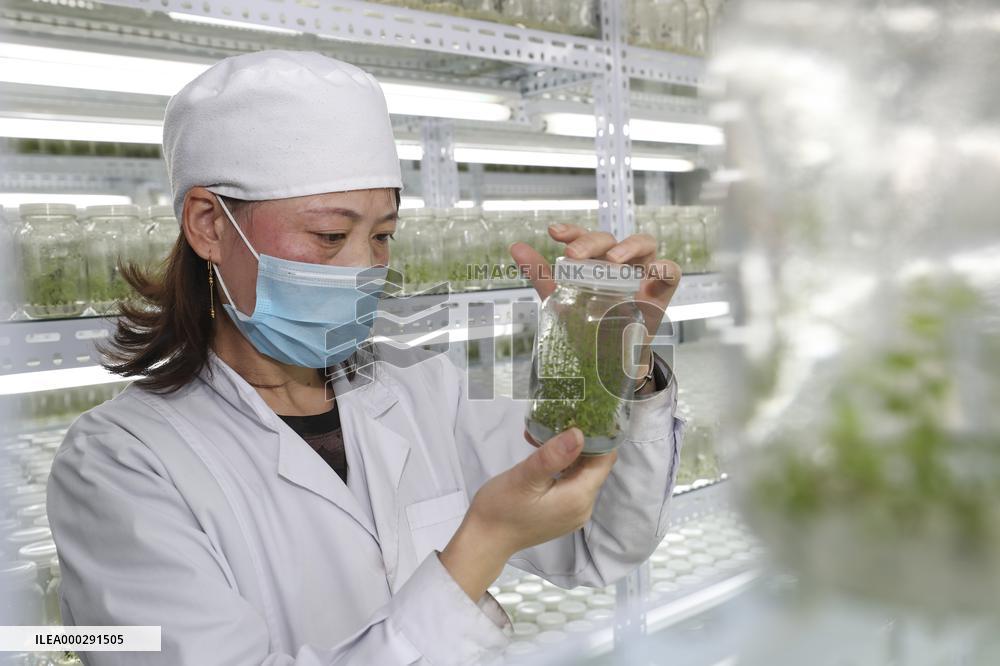 Industrial Seedling Raising