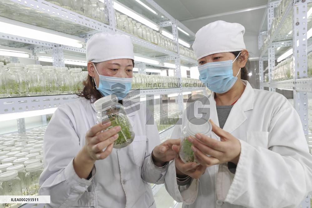 Industrial Seedling Raising