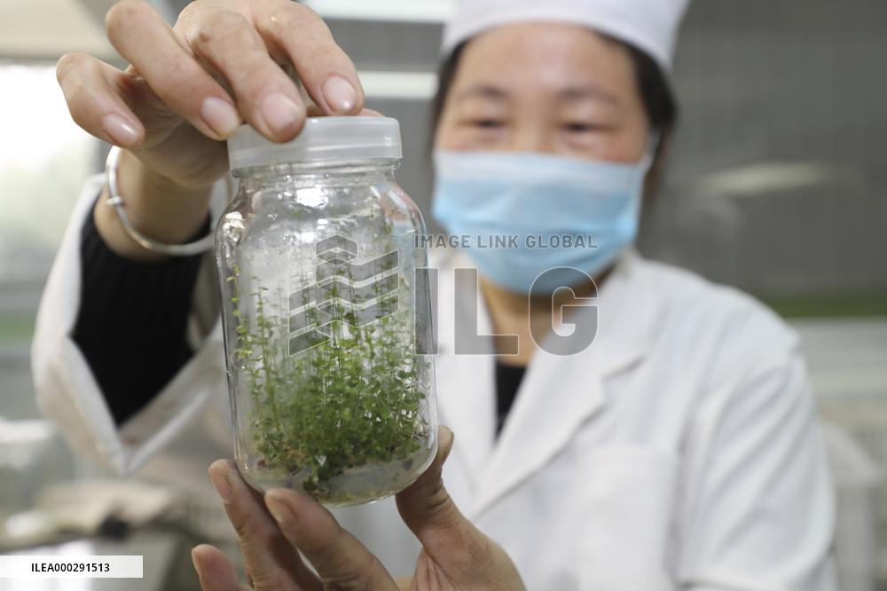 Industrial Seedling Raising