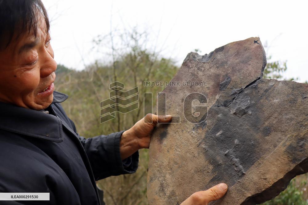 Fossil Excavation