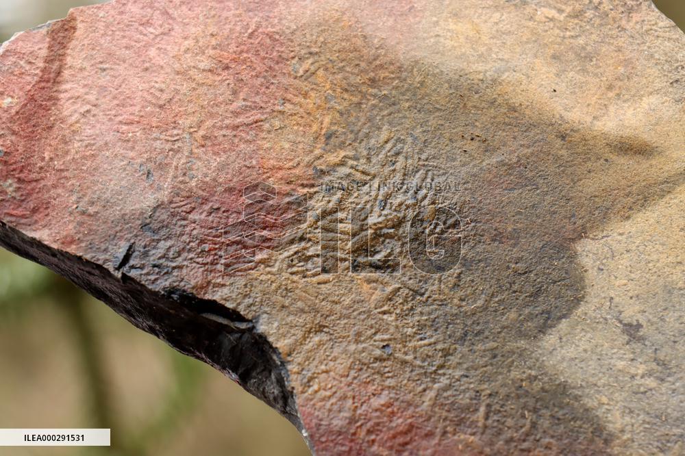 Fossil Excavation