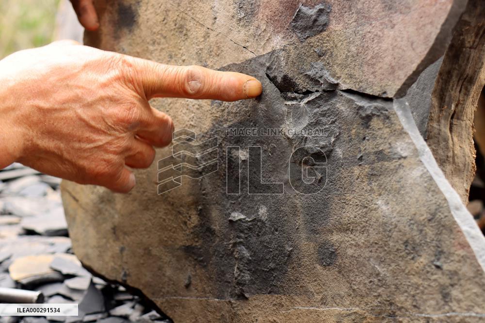 Fossil Excavation
