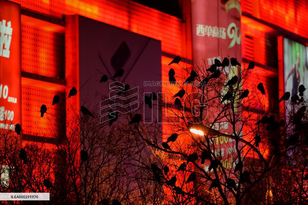 The Mysterious Crow Gathering Place in Beijing