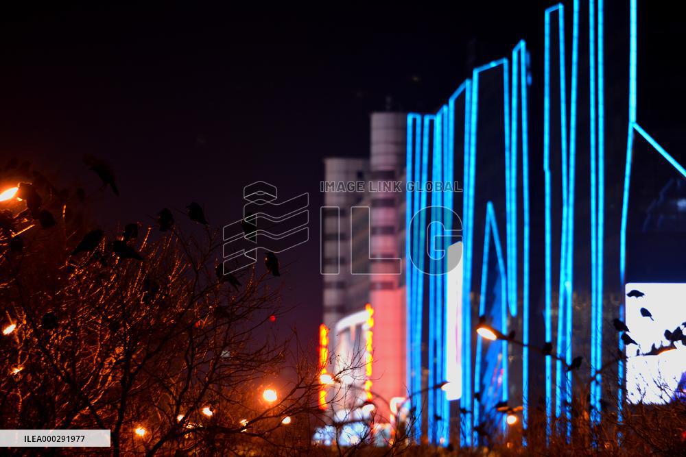 The Mysterious Crow Gathering Place in Beijing