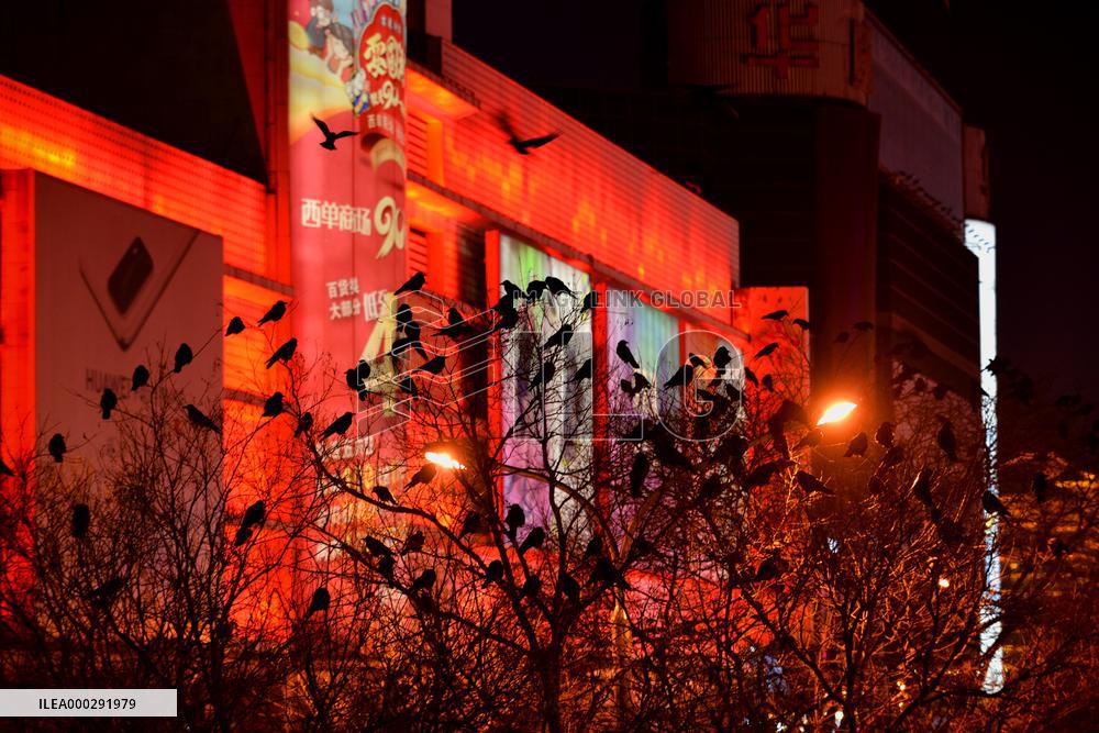 The Mysterious Crow Gathering Place in Beijing