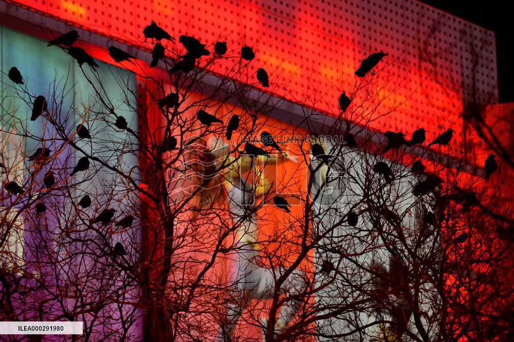 The Mysterious Crow Gathering Place in Beijing