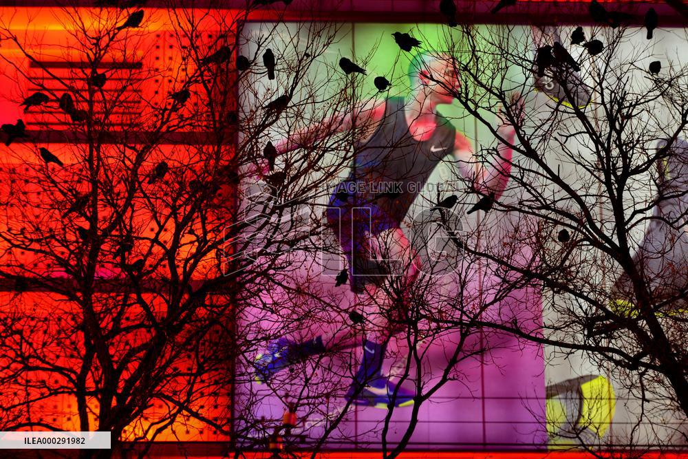 The Mysterious Crow Gathering Place in Beijing