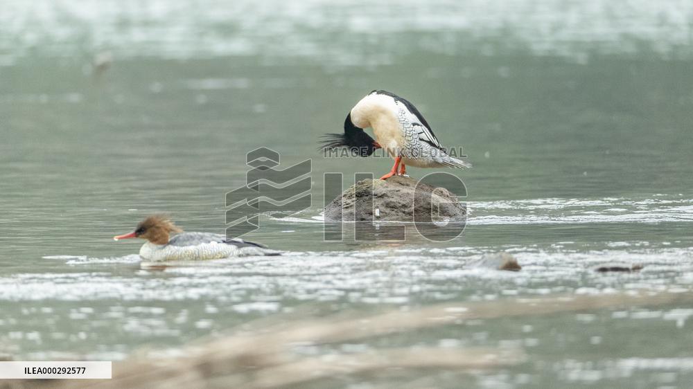 Chinese Merganser Winter Migration