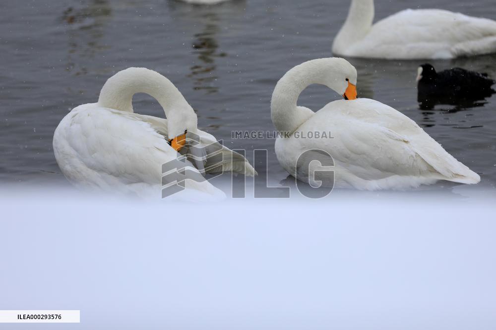 Swans in The Snow