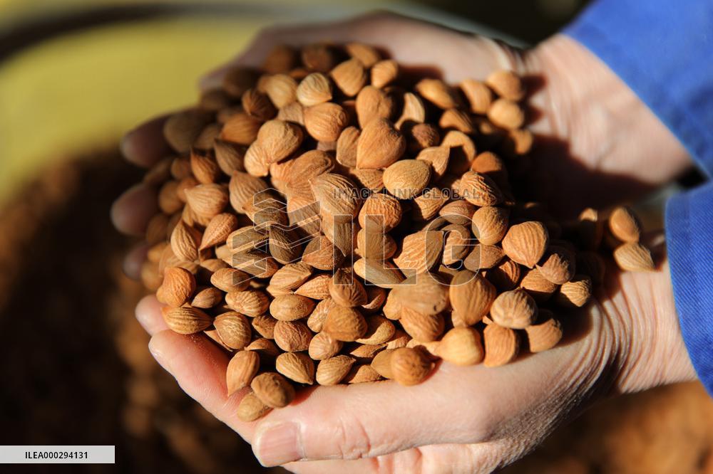 Almond Syrup Production