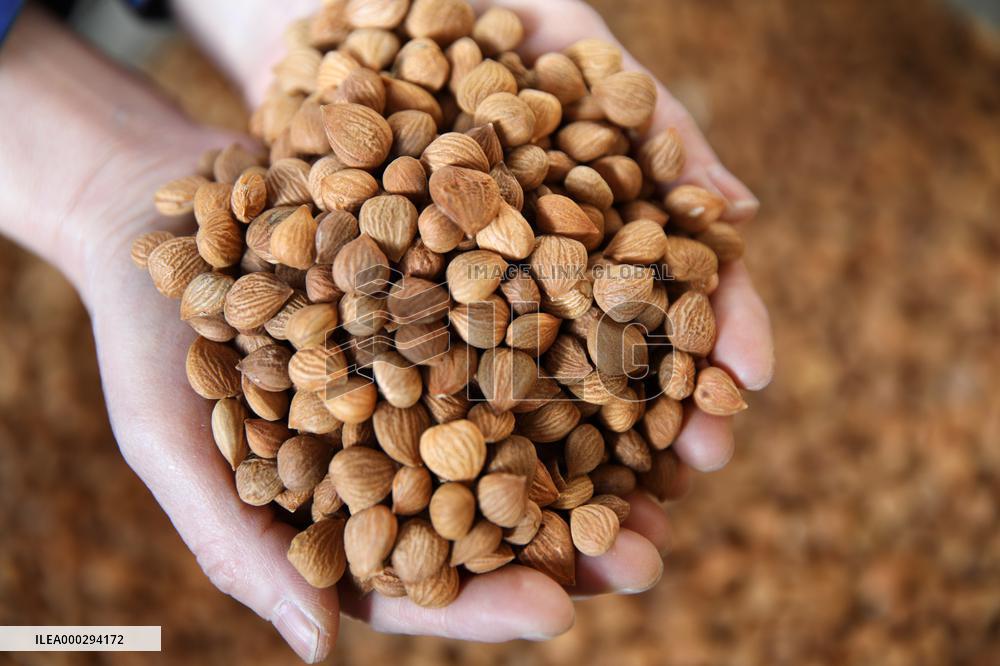 Almond Syrup Production