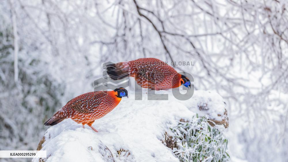 Temminck's tragopan