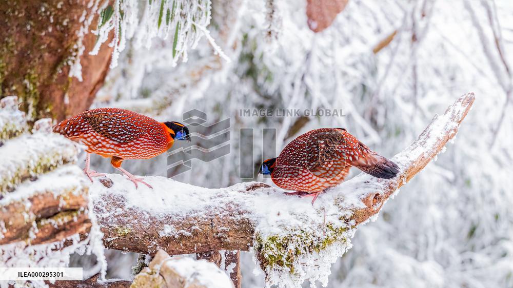 Temminck's tragopan