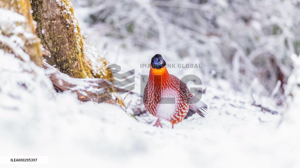 Temminck's tragopan