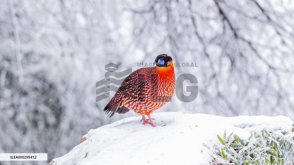 Temminck's tragopan