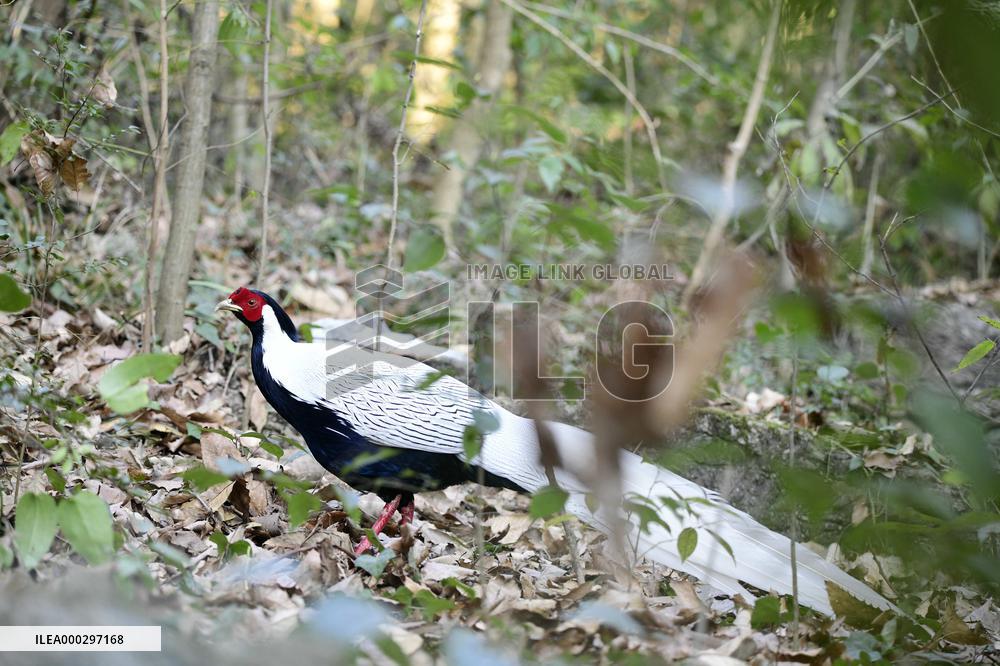 Silver Pheasant
