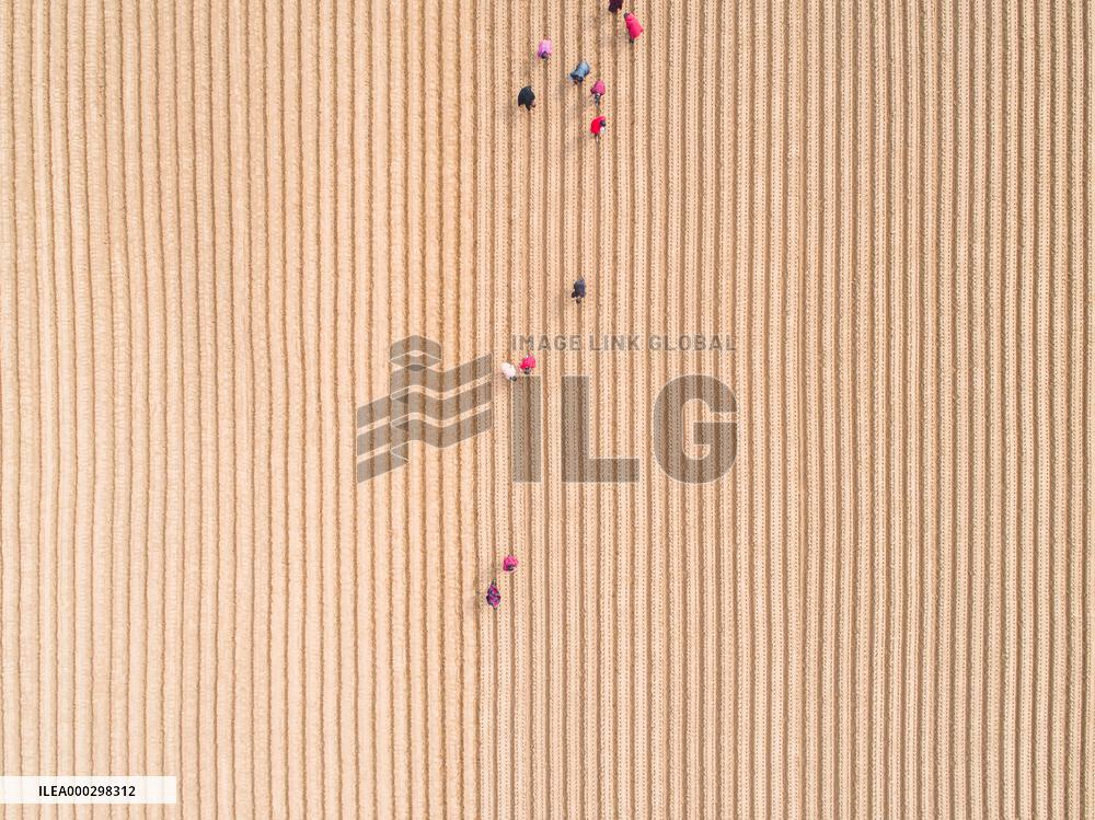 Radish Planting Base