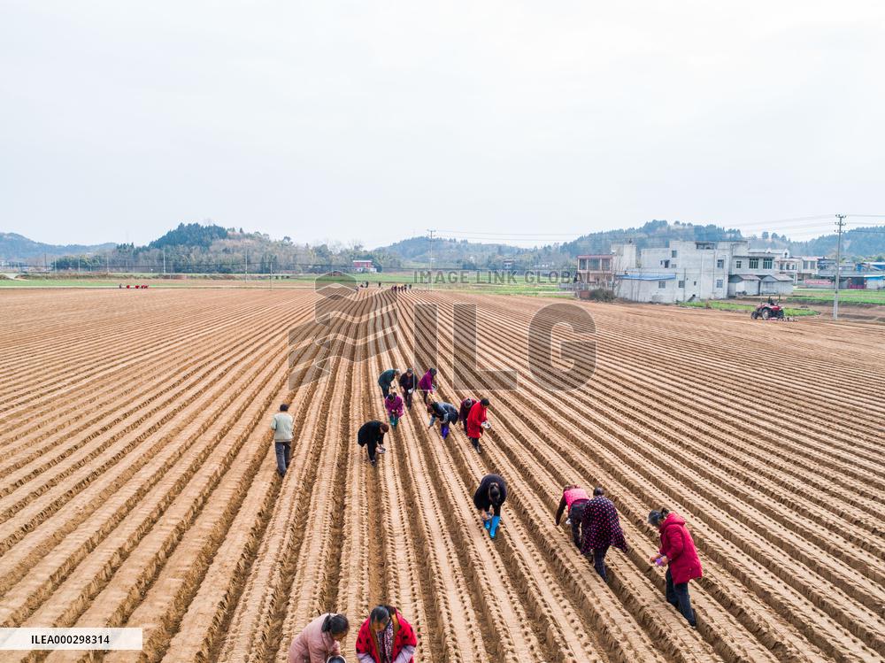 Radish Planting Base
