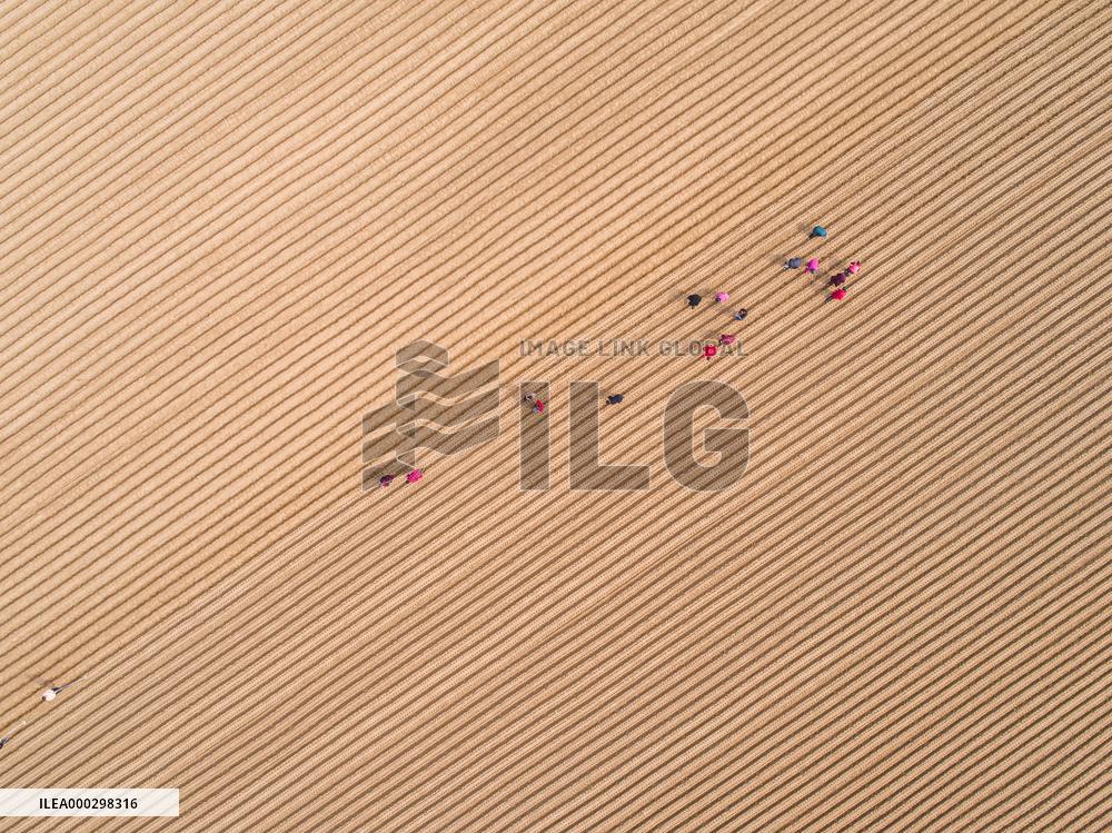 Radish Planting Base