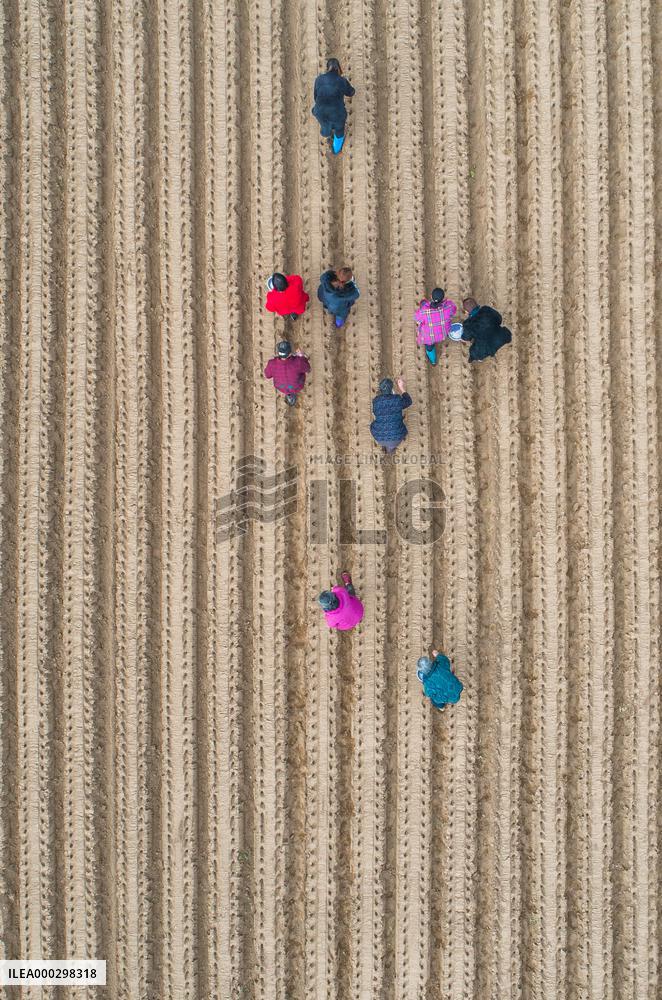 Radish Planting Base