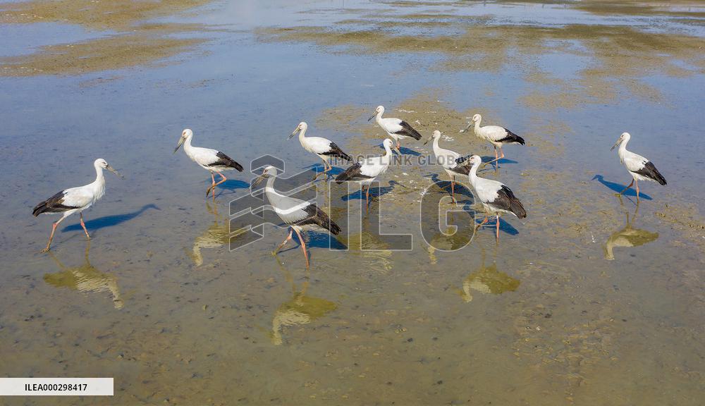 Oriental White Stork