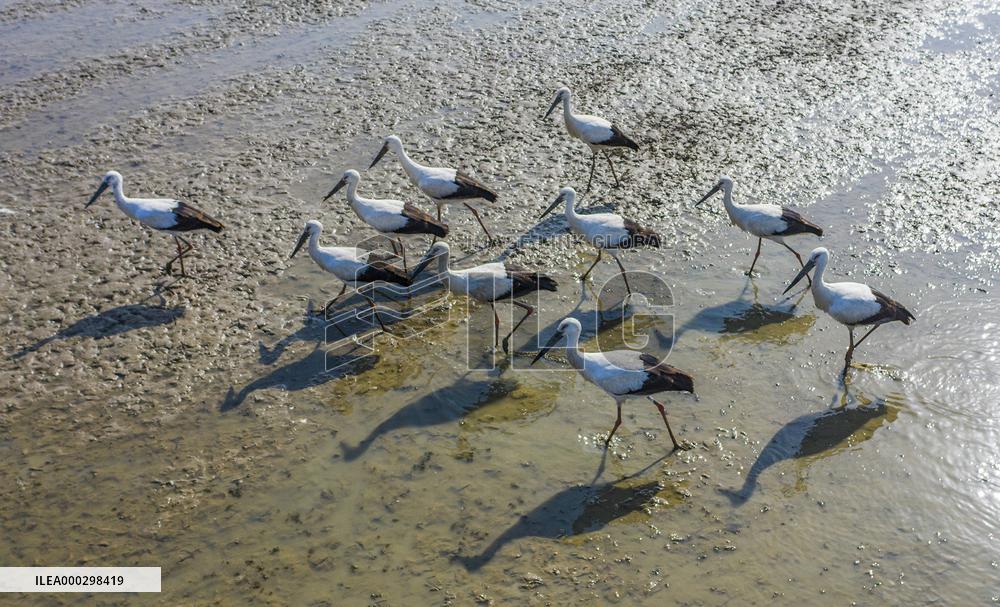Oriental White Stork