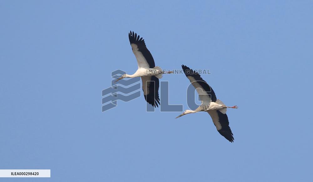 Oriental White Stork