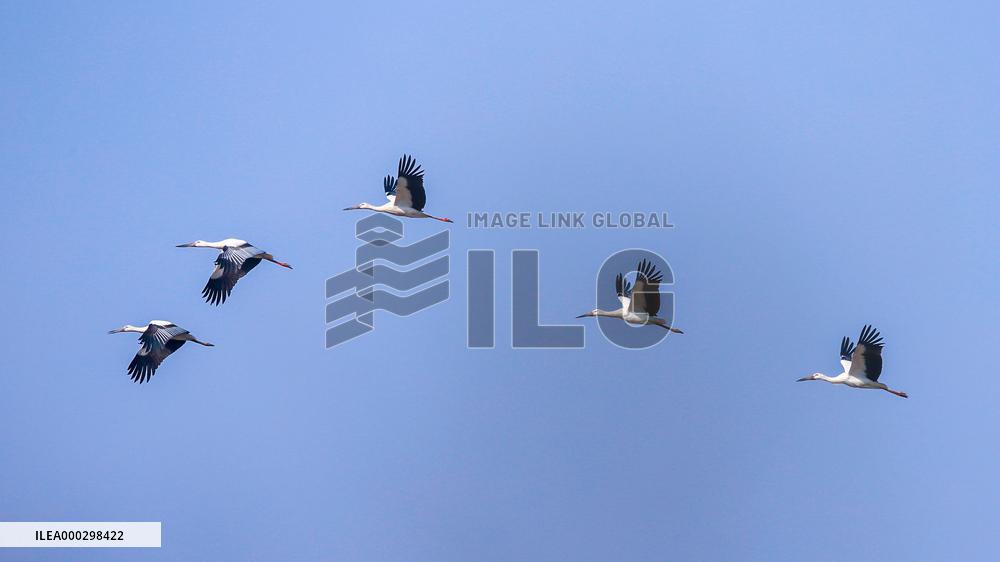 Oriental White Stork