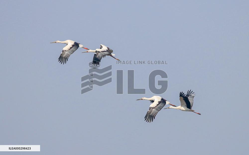 Oriental White Stork