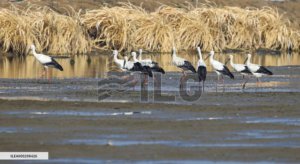 Oriental White Stork