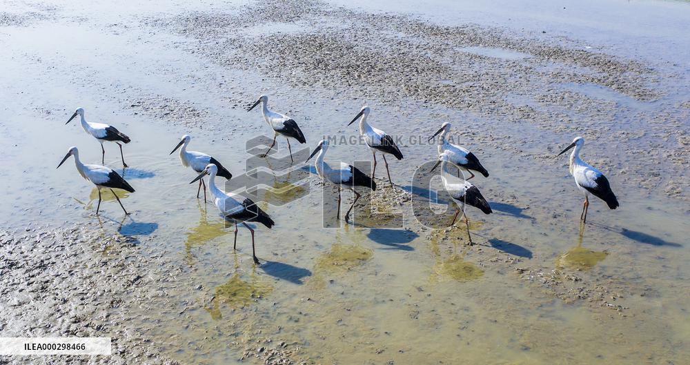 Oriental White Stork
