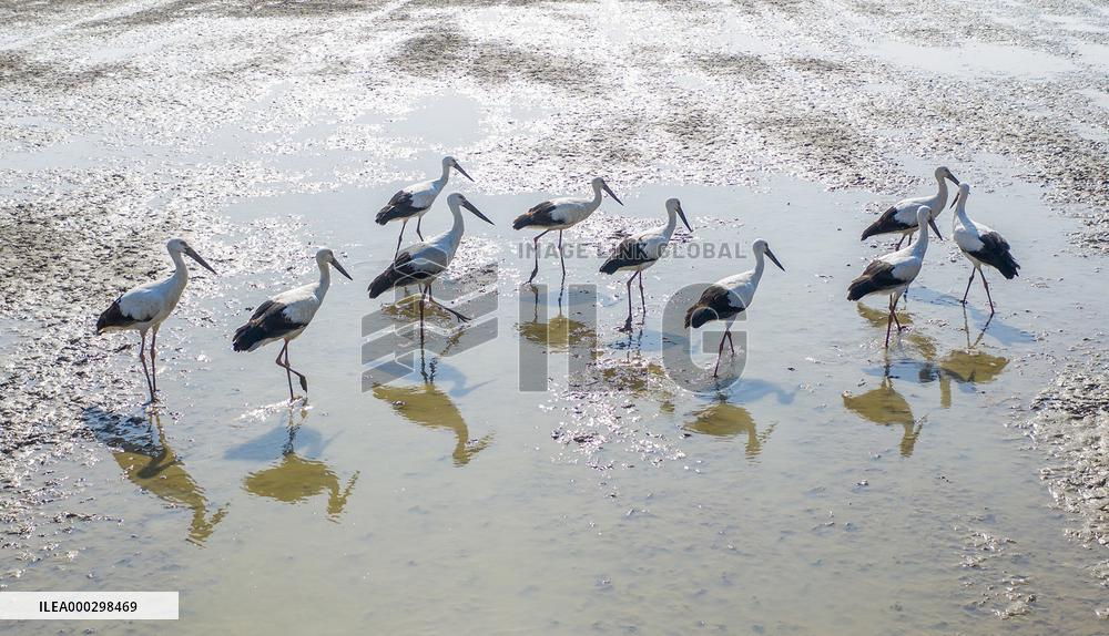 Oriental White Stork