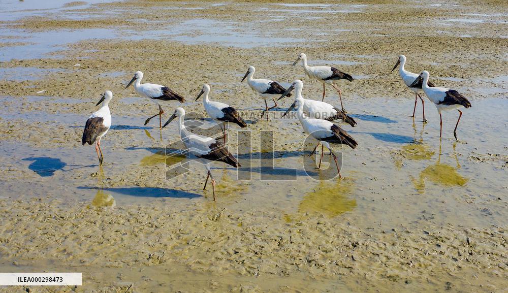 Oriental White Stork