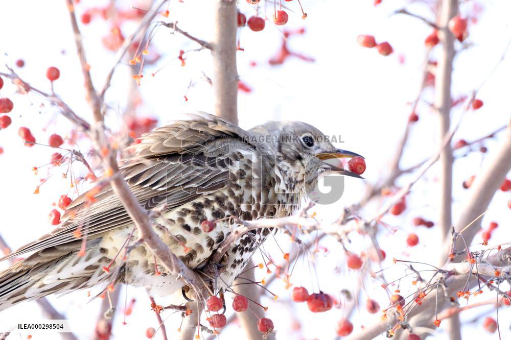 Mistle Thrush