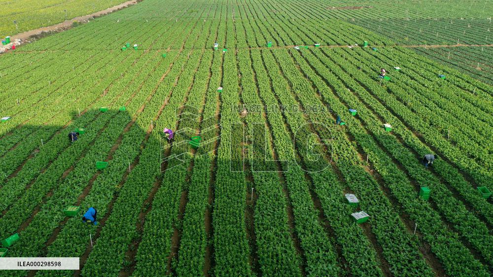 Vegetable Basket Base