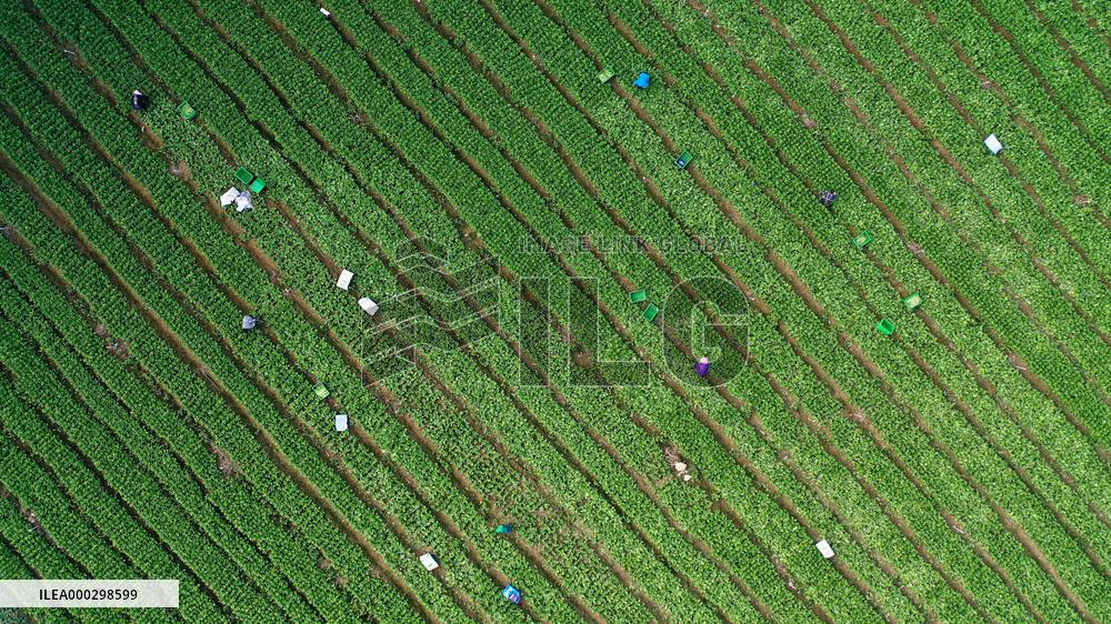 Vegetable Basket Base