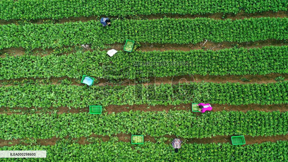 Vegetable Basket Base