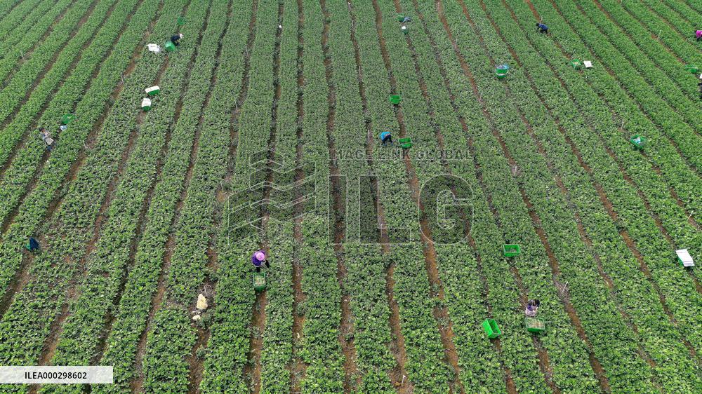 Vegetable Basket Base